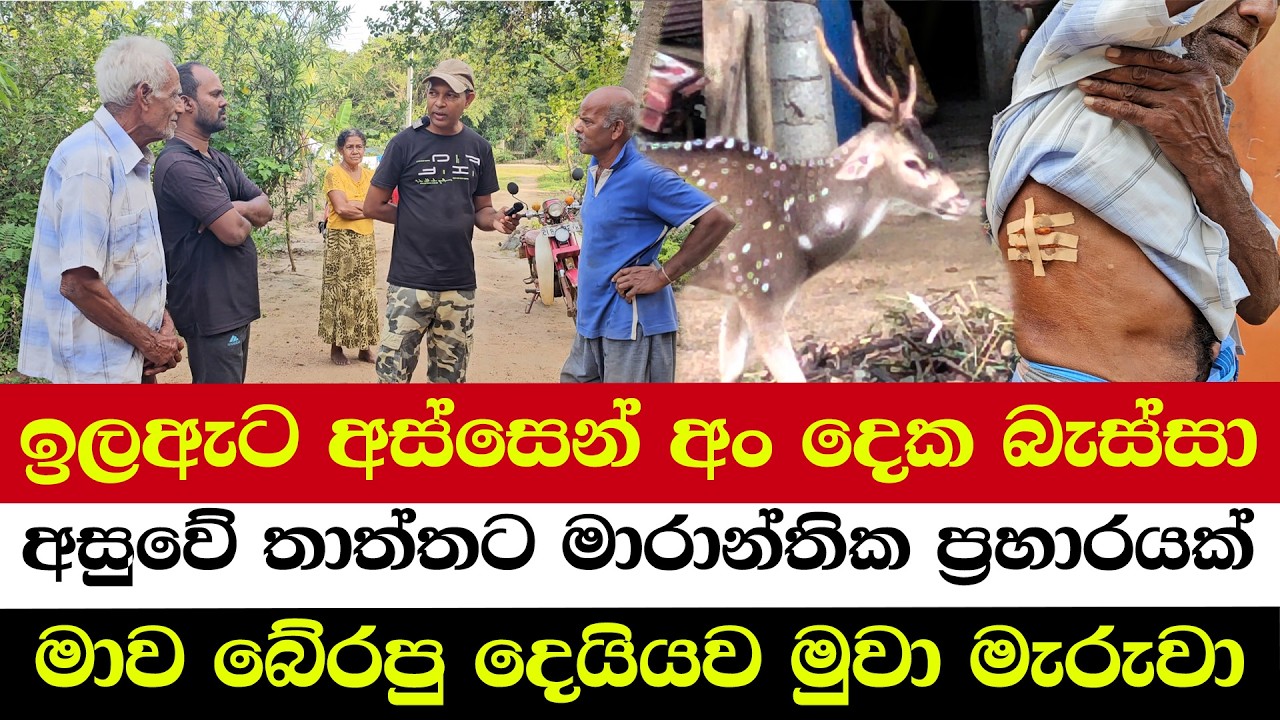 ඉලඇට අස්සෙන් අං දෙක බැස්සා | අසුවේ තාත්තට මාරාන්තික ප්‍රහාරයක් | මාව බේරපු දෙයියව මුවා මැරුවා