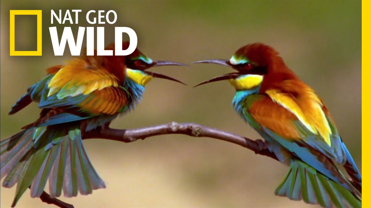 The Life of a Bee Eater | Real Angry Birds