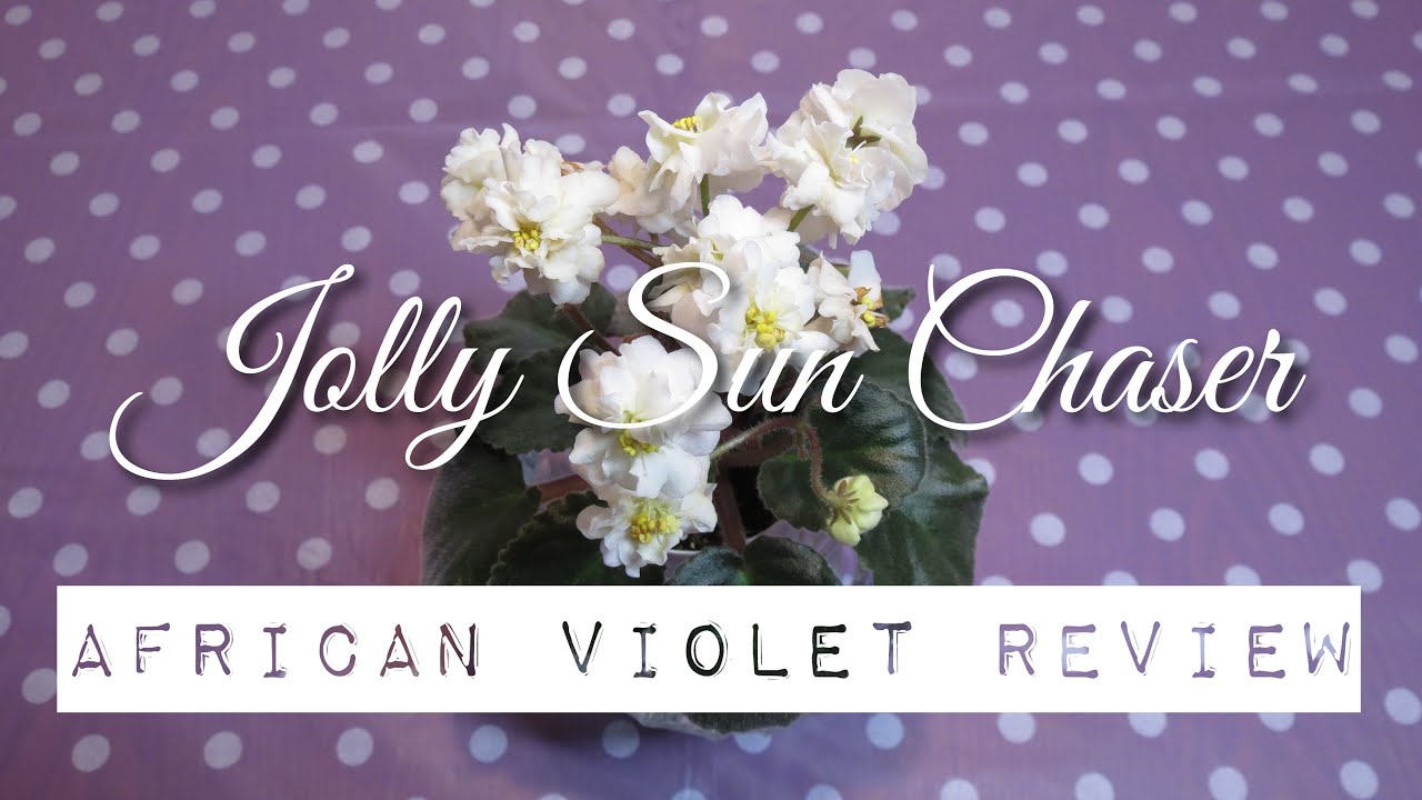 Jolly Sun Chaser - African Violet Review