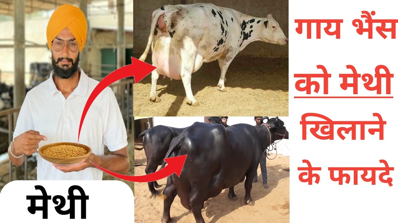 पशुओ को मेथी खिलाने के फायदे । pashu ko methi dana khane ke fayde । Best diet for cow and buffalo।