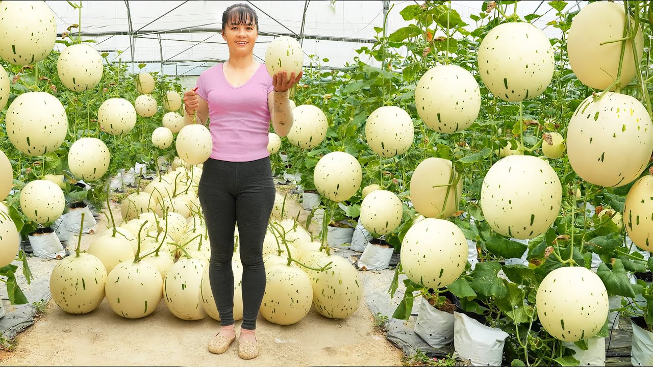 Harvesting Milk Melon Goes To The Market Sell - Grow Clean Vegetable | Tiểu Vân Daily Life