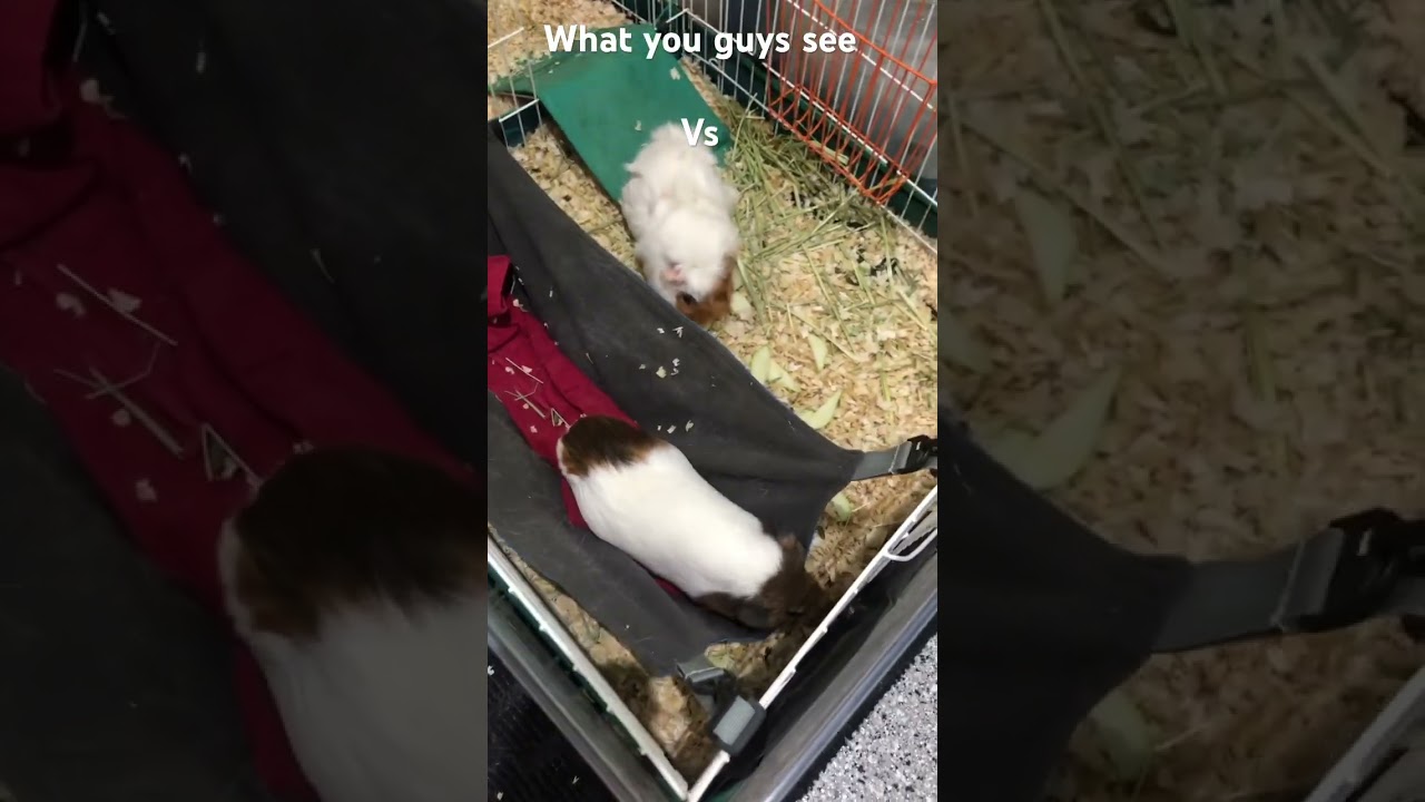 #guineapig