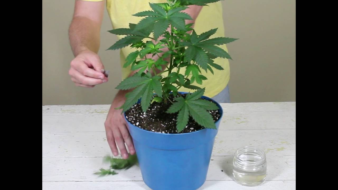 MARIJUANA PLANT PRUNING TECHNIQUE #1 - LOLLIPOPPING