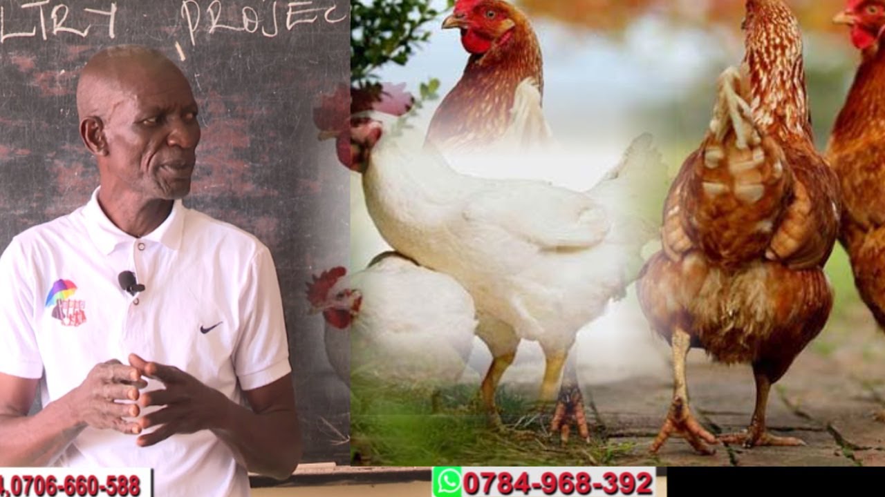 When Starting a Poultry Farm, ConsiderThis.  Part 1 Dr Isa Luigare