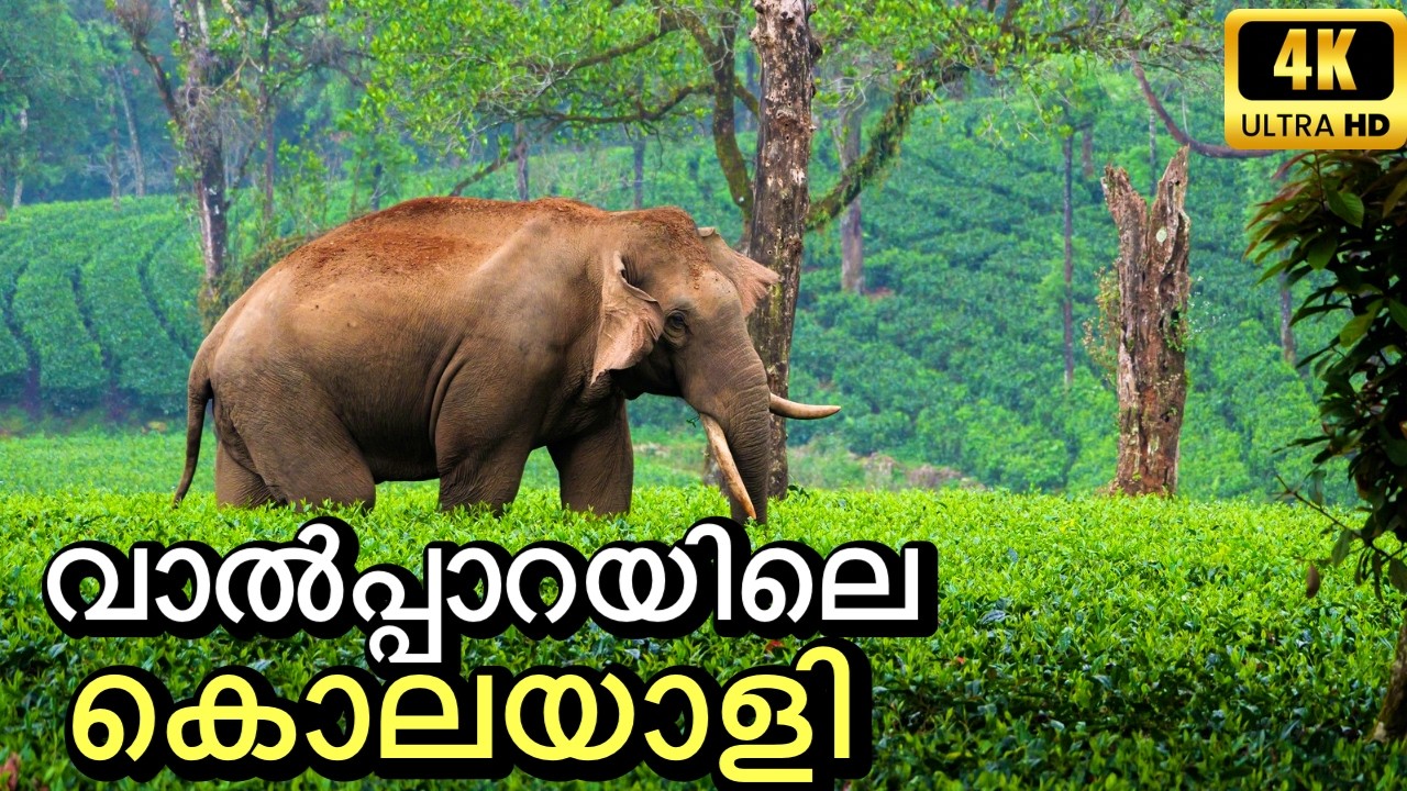 Family Stay at Valparai - 100 Years Old British Bungalow  | Monica Bungalow Valparai