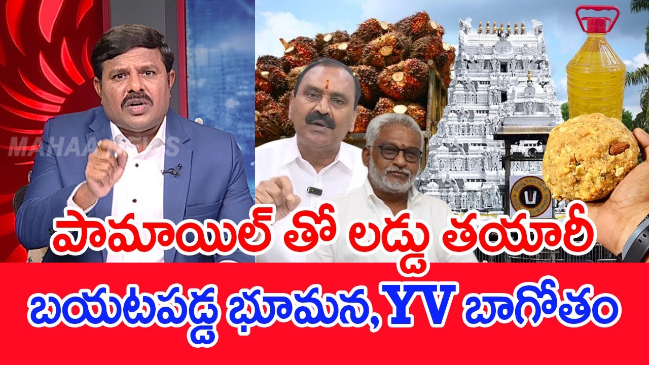 పామాయిల్ తో లడ్డు తయారీ..బయటపడ్డ భూమన, YV బాగోతం..: Mahaa Vamsi Analysis On TTD laddu Scam