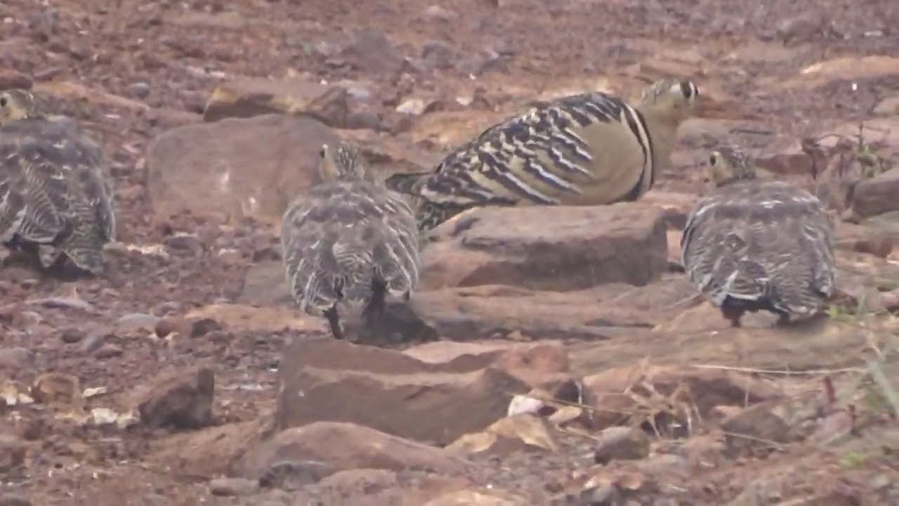 Male Painted Sandgrouse leading his ladies - Panna NP