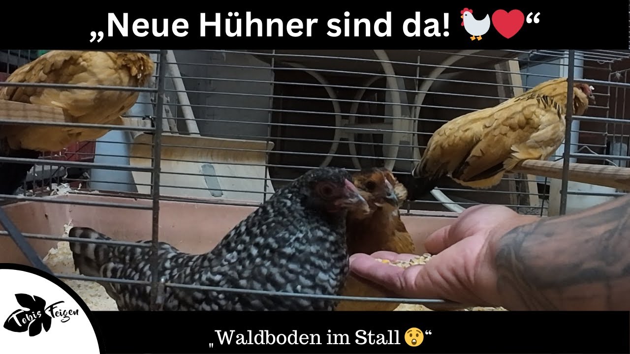 Neue Hühner ziehen ein 🐓 Waldboden im Stall | Tipps gegen Milben