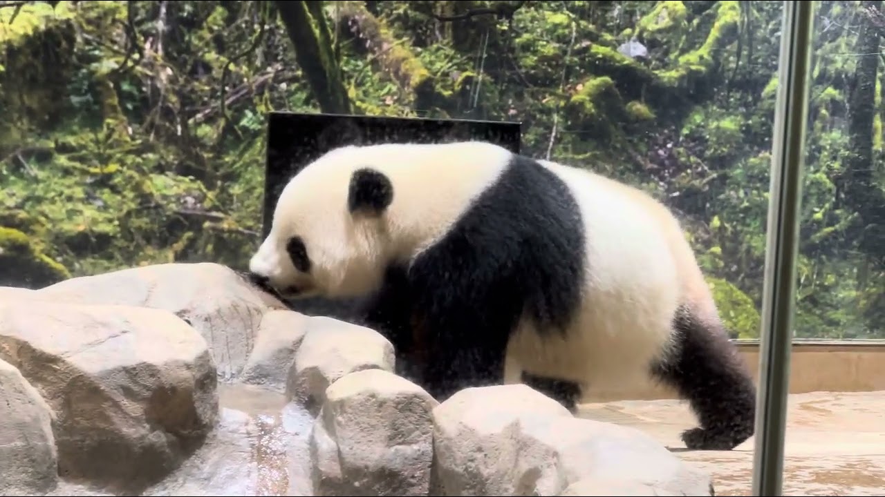 2025.4.27pm 念入りにマーキングするシャオくん