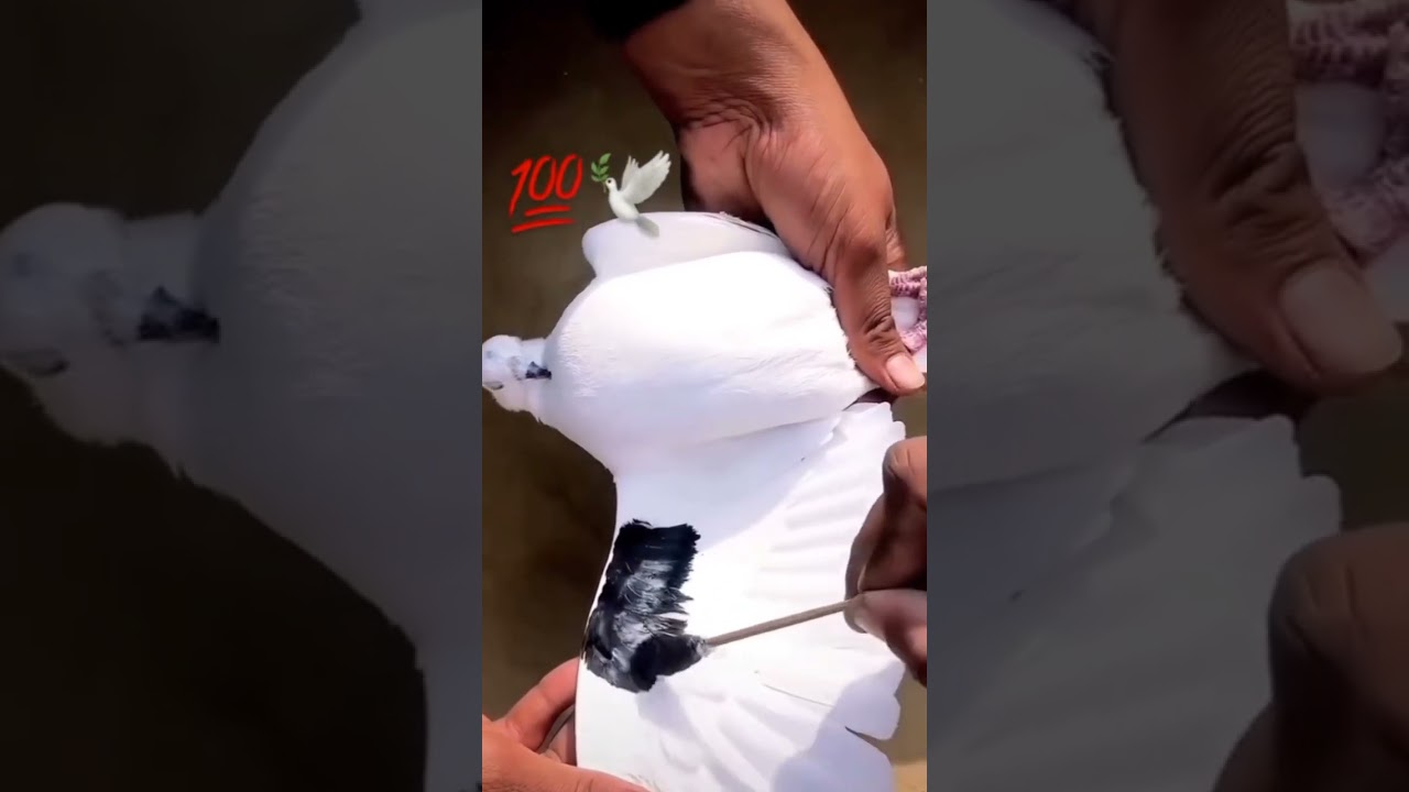 How to apply colors to a pigeon?