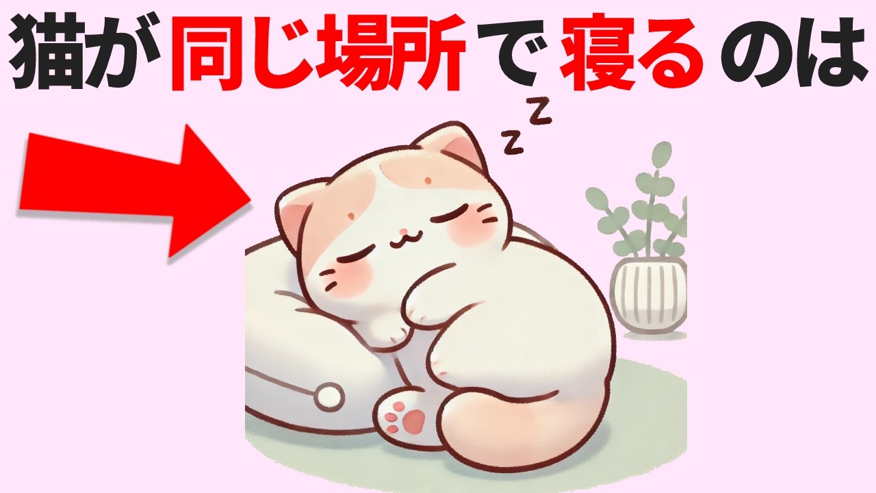 猫好きさん見逃し厳禁！【猫の豆知識50選】知ればもっと好きになる！おもしろすぎる猫の雑学を50個ノンストップでご紹介！ #猫 #雑学 #豆知識