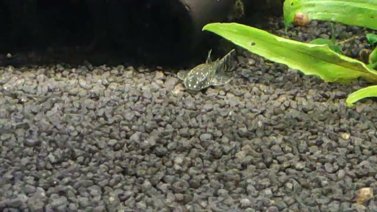 Parotocinclus haroldoi Vol.2