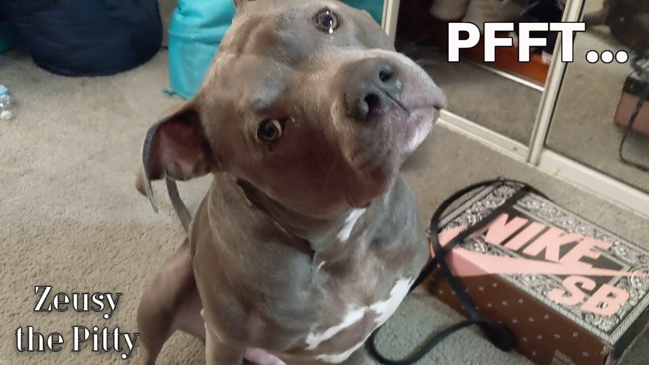 Funny Pitbull Dog Talking He's Just So Smart