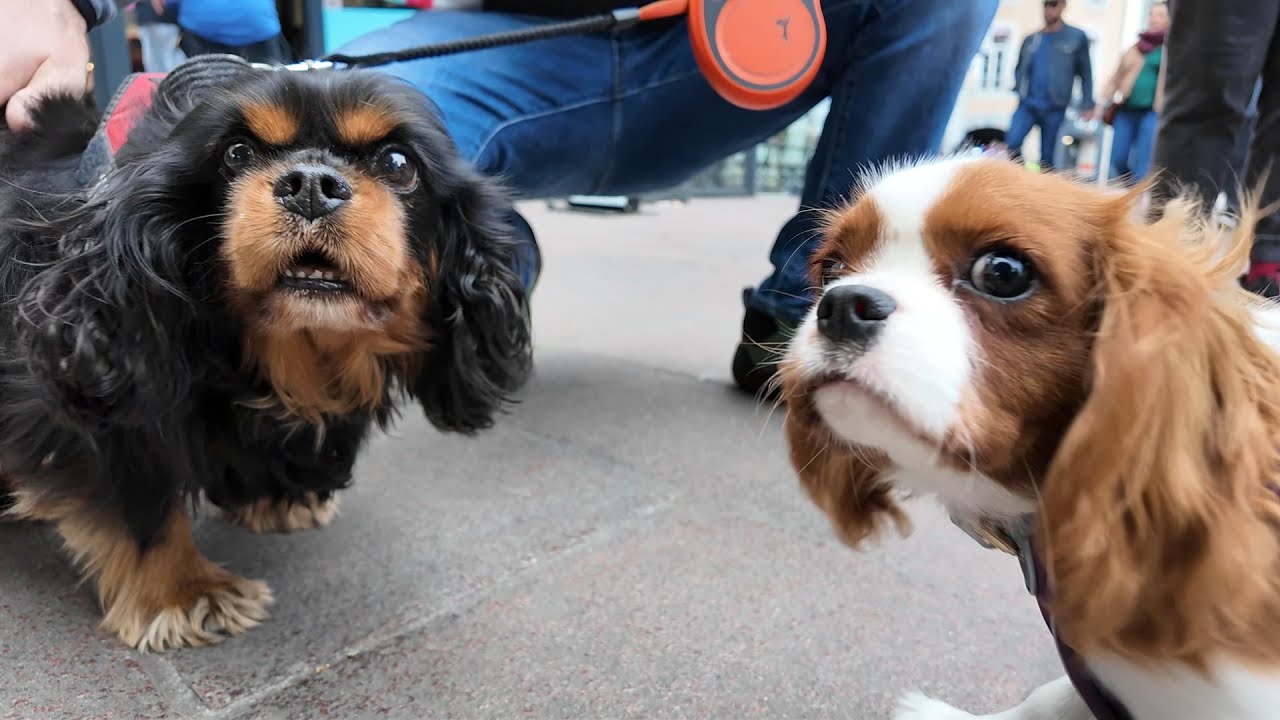 Vanilla, a 5-month-old Cavalier King Charles puppy, meets an 11-year-old Cavalier King Charles