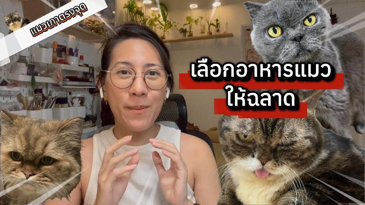 วิธีเลือกอาหารแมว ฉบับเจาะให้ตรงจุด : แมวเกาตรงจุด EP.1