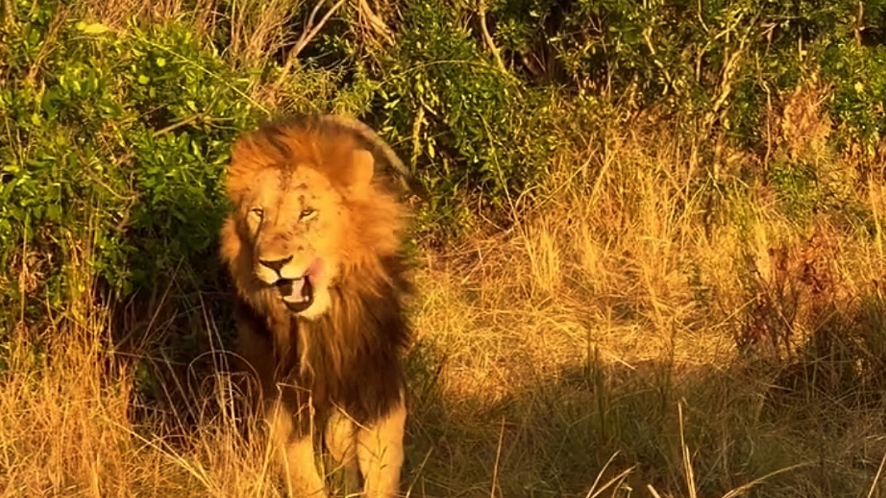 Sand River Male Lion of Masaimara | 18 July 2026