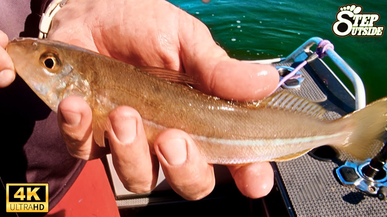 Whiting Wonders: Essential Gear and Pro Techniques | Step Outside with Paul Burt