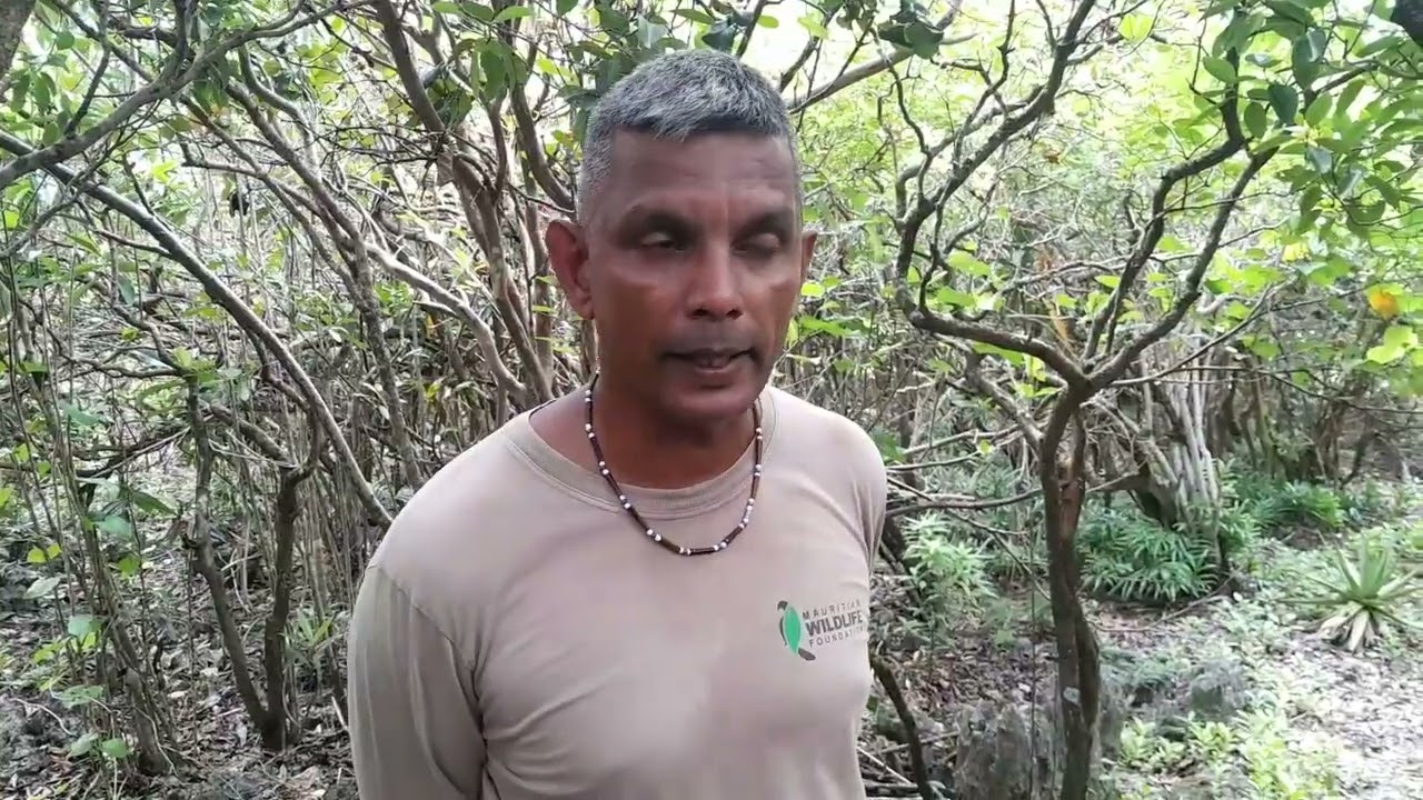 Using the tree popper to remove invasive plants on Ile aux Aigrettes