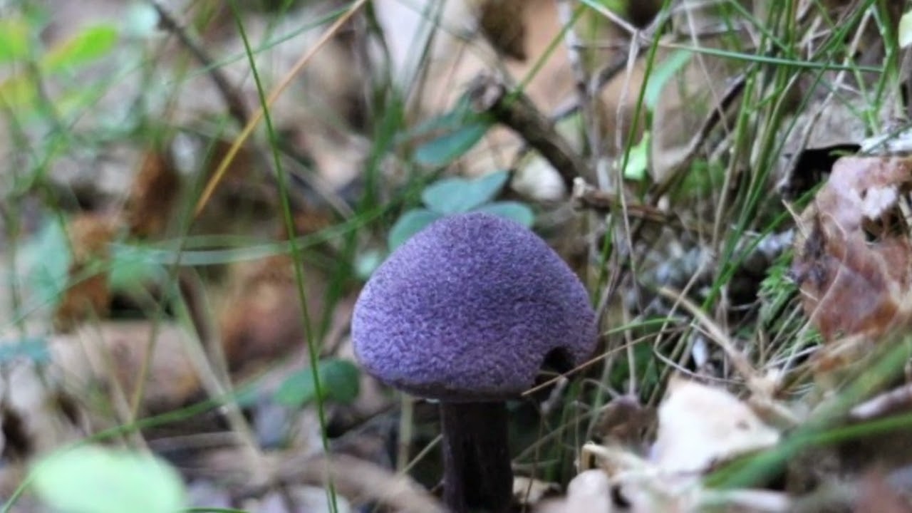 Violet webcap
