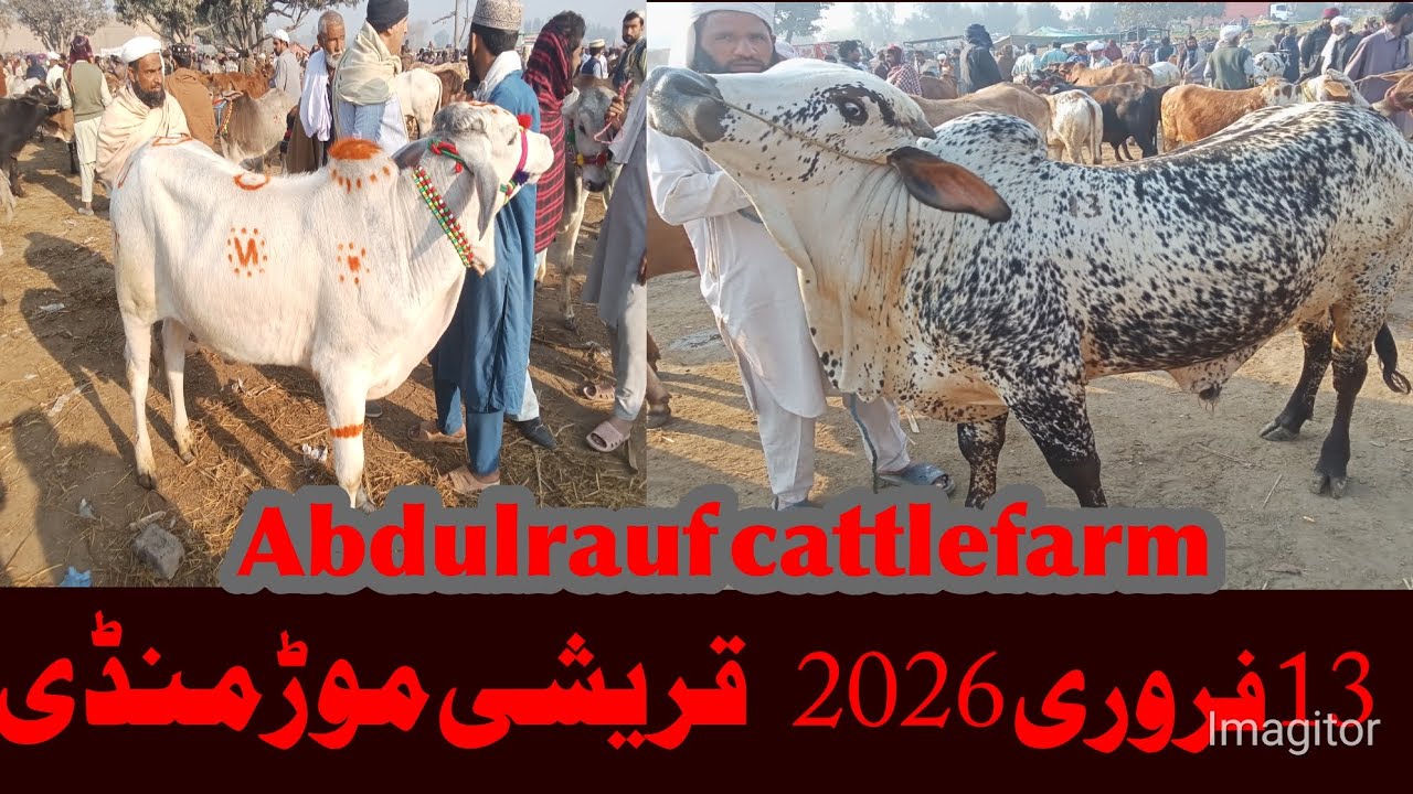 Qureshi Morr Cow Mandi Fresh Latest Update Video , Cholistani Sahiwal Bachre , Abdulrauf cattlefarm,