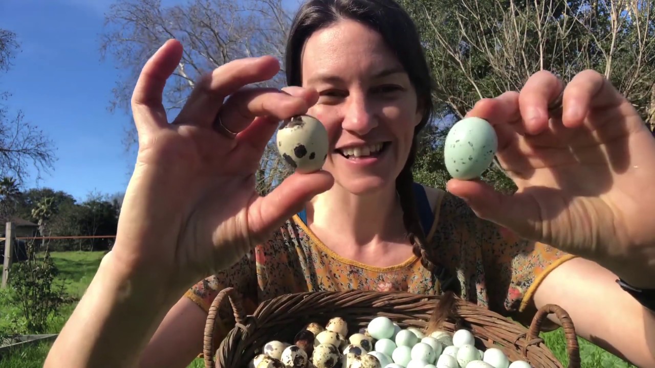 Tips on Getting Started Raising Quail (Part 1)