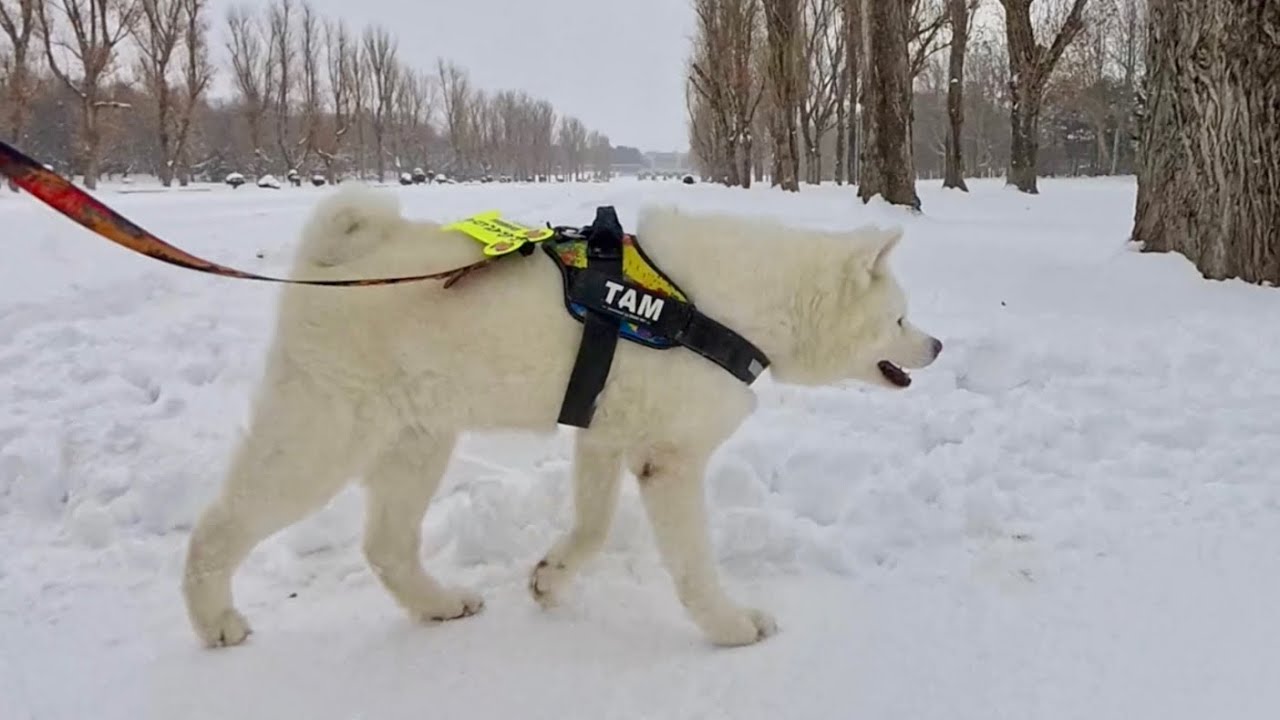 秋田犬タムと散歩：前田森林公園のポプラ並木とカナール（運河） / クリスマスソング
