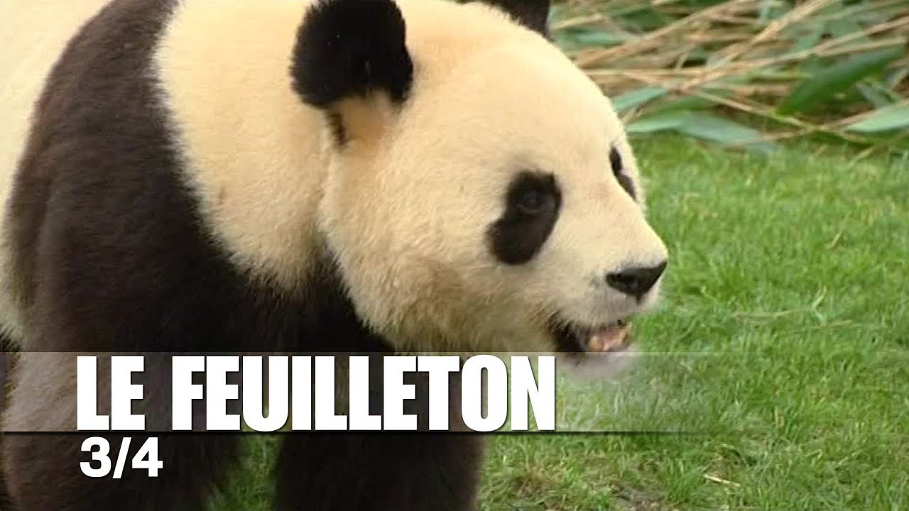 Feuilleton : les Pandas  du ZooParc de Beauval - épisode 3/4 :  la reproduction