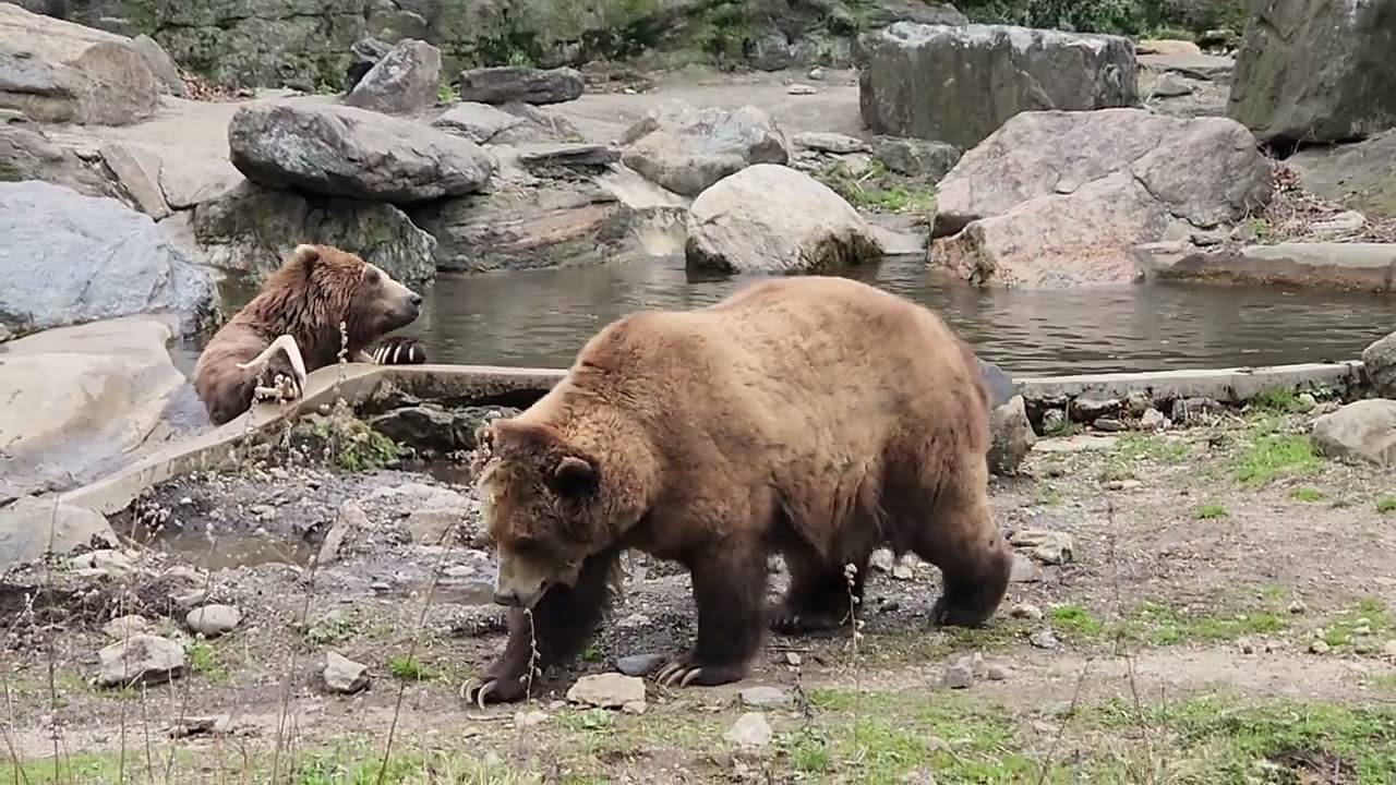 Spring is here and bears are being active