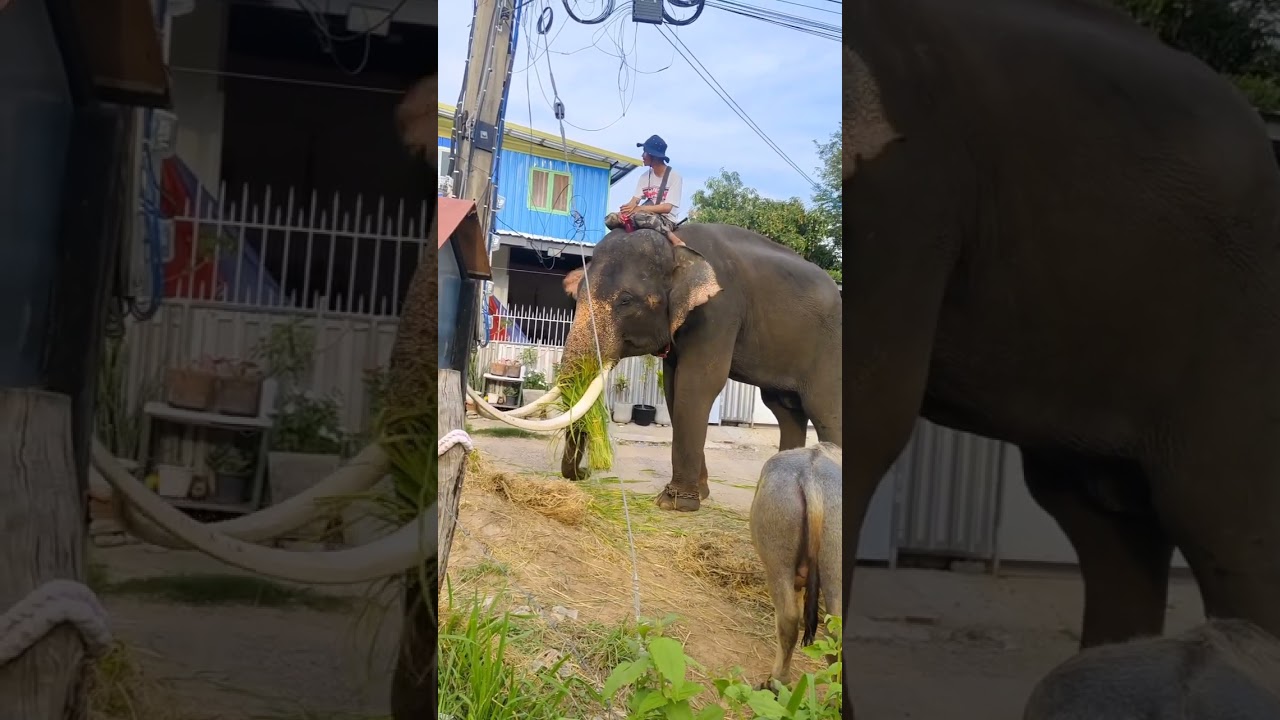 #elephant #baffalo #ควายงาม #ตุ่งตุ้ง