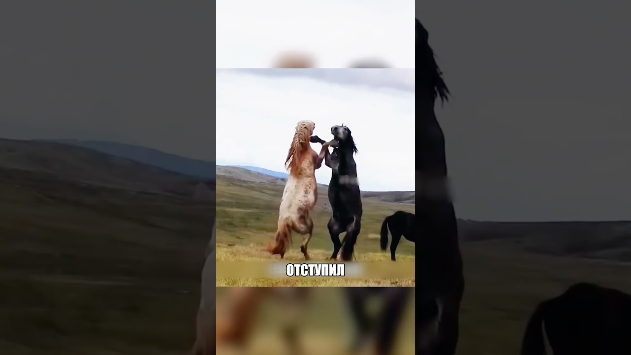 Изгой в одиночку пошел против ТАБУНА 🤯🌪🐎