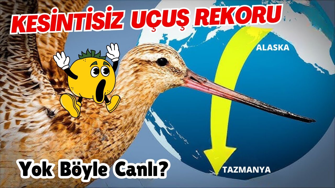 Pasifik Okyanusunu Hi&ccedil; Durmadan 13.000 km Giden Koca Y&uuml;rekli Kuş: Kıyı &Ccedil;amur &Ccedil;ulluğu