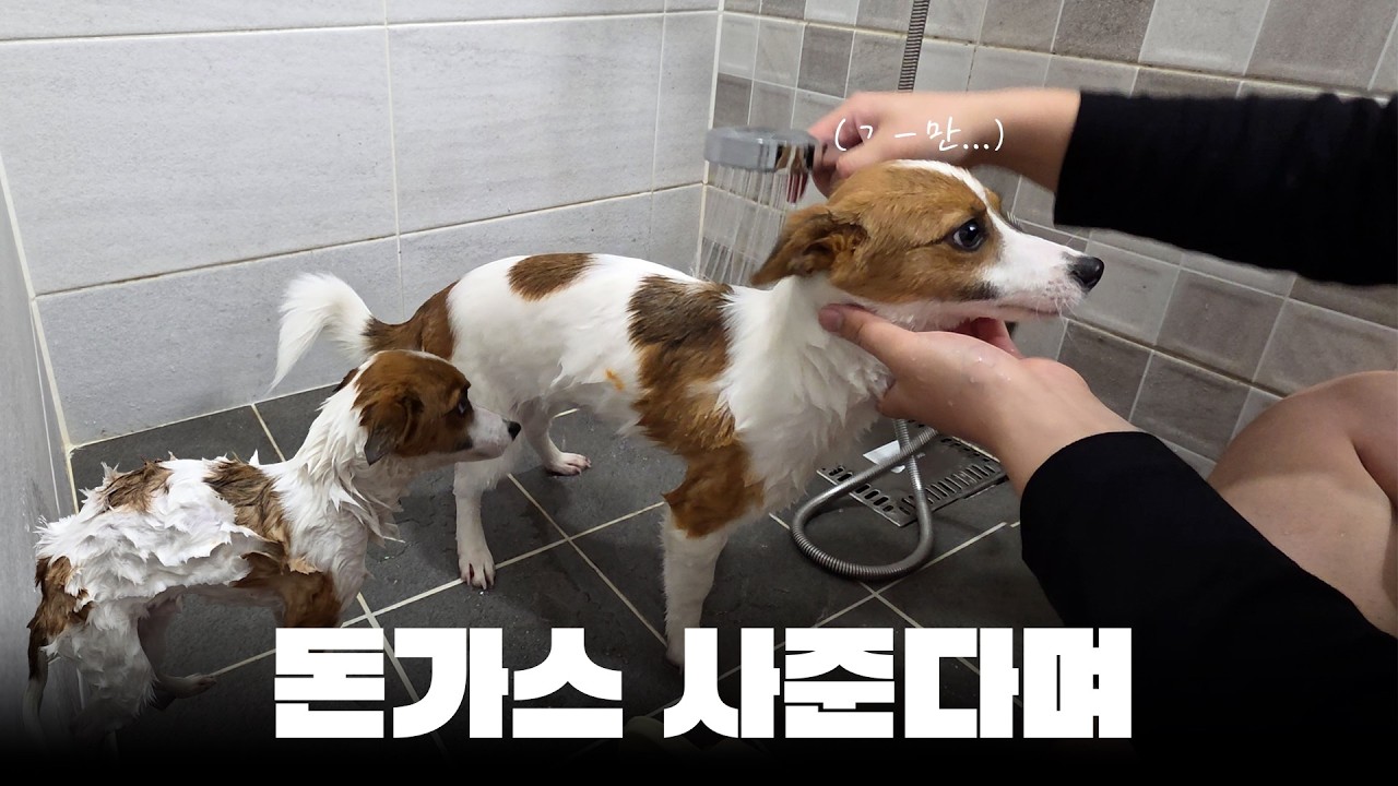 돈가스 사준다며