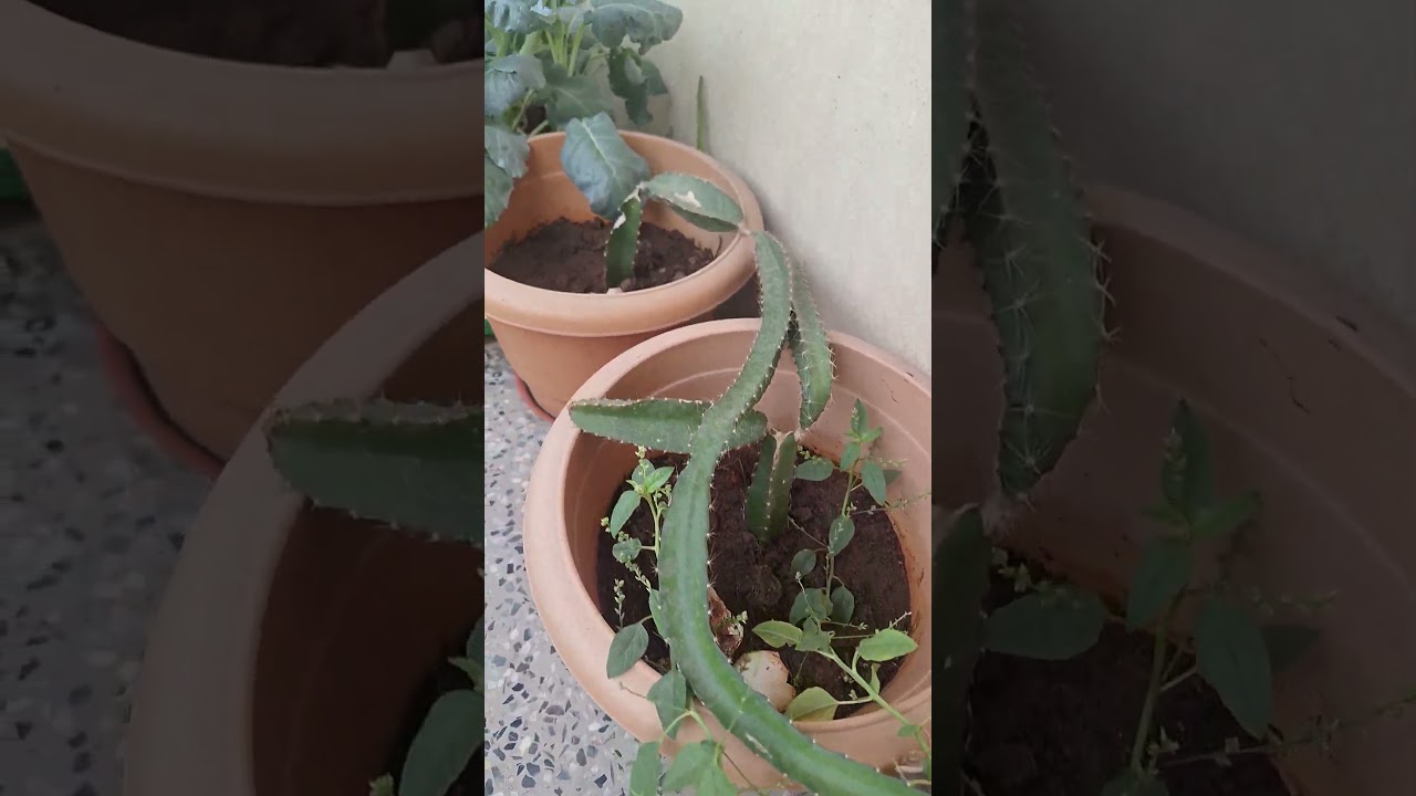Plabts growth update #green #garden #plantdevelopment #plantsofindia