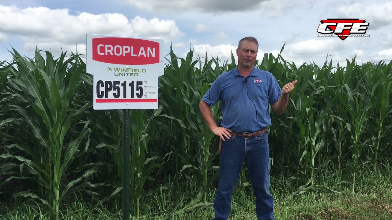 Corn Decisions