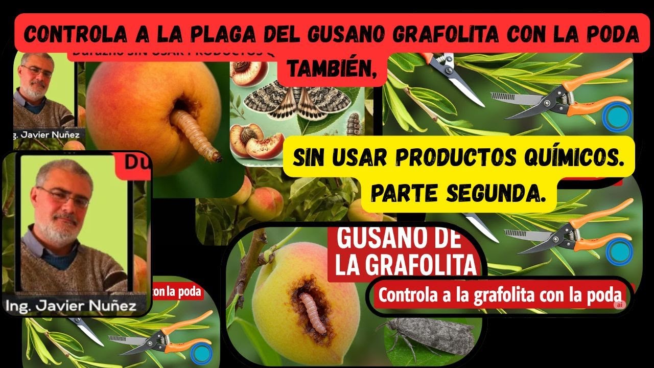 Control del GUSANO🐛de GRAFOLITA🪰,segunda parte2️⃣,en Melocotón🍑 o Duraznero con PODA🪚.SIN QUÍMICOS🧪