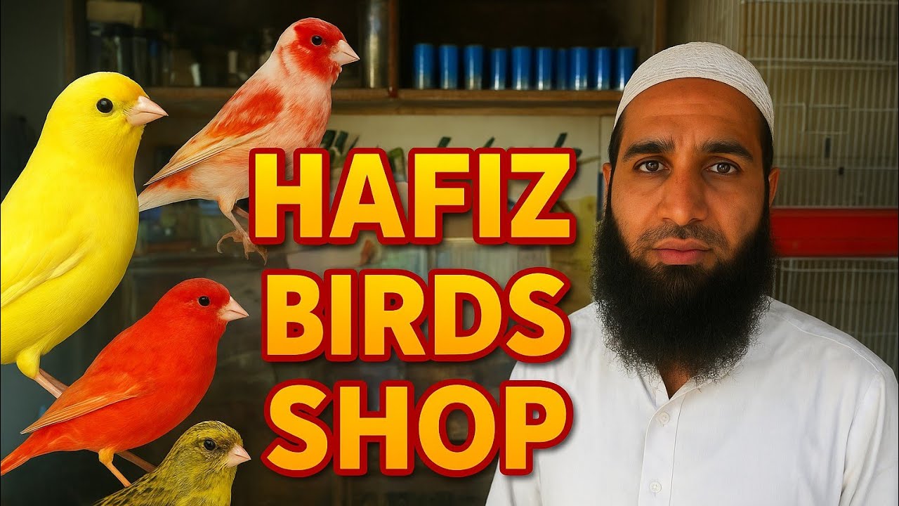 حافظ برڈز  شاپ  کوئٹہ میں کنیریوں کی لاٹ اگئی ہے دوبارہ|Bahar Mulk se imported kaneri Bird |