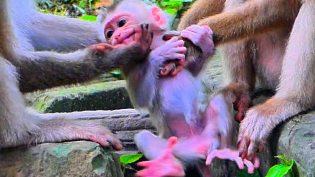 so cute baby monkey Tinky lovely baby monkey so cute #cutebabymonkey te