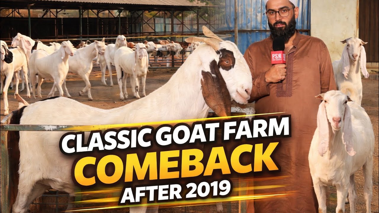 Classic Goat Farm Full Tour With Nadeem Bhai | Padgha’s Legendary Farm