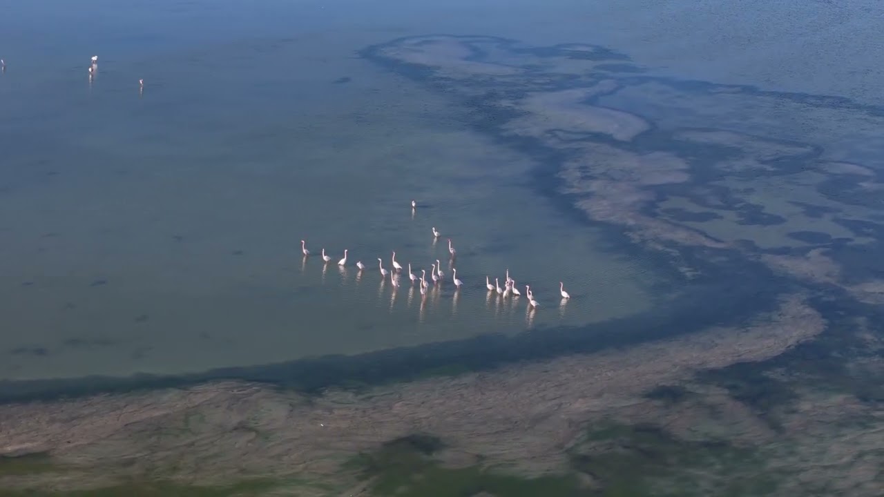 PALAVAS LES FLOTS ET LES FLAMANTS ROSES
