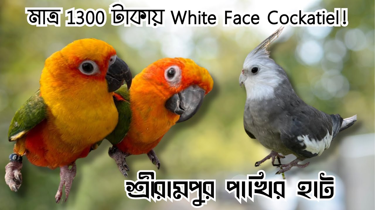 মাত্র 1300 টাকায় White Face Cockatiel! 😲 | Serampore Pet Market | Kolkata Bird Market