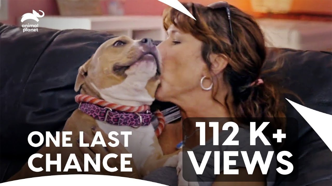 Husband Adopts a Rescued Dog for Her Wife's Birthday❤️🐶 | Pit Bulls & Parolees | Animal Planet