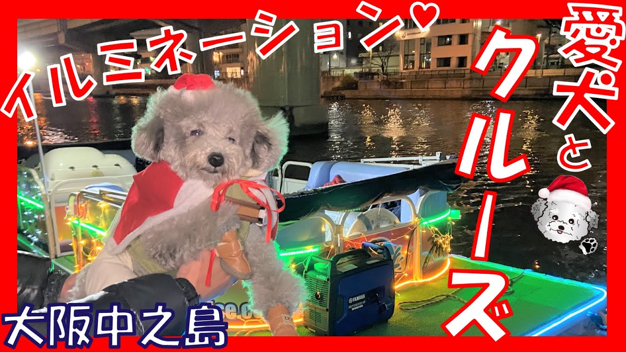 【犬とお出かけ】クリスマス イルミネーション クルーズでサンタになった愛犬トルテと大はしゃぎ🐶🎄【大阪 中之島】(トイプードルのTorte channel）