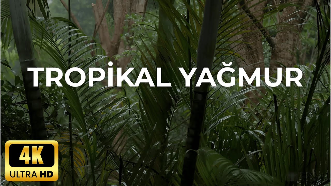 4K Tropikal Yağmur Sesleri ve Rahatlatıcı Doğa Videosu, Rahatlama, Çalışma, Uyku, Meditasyon