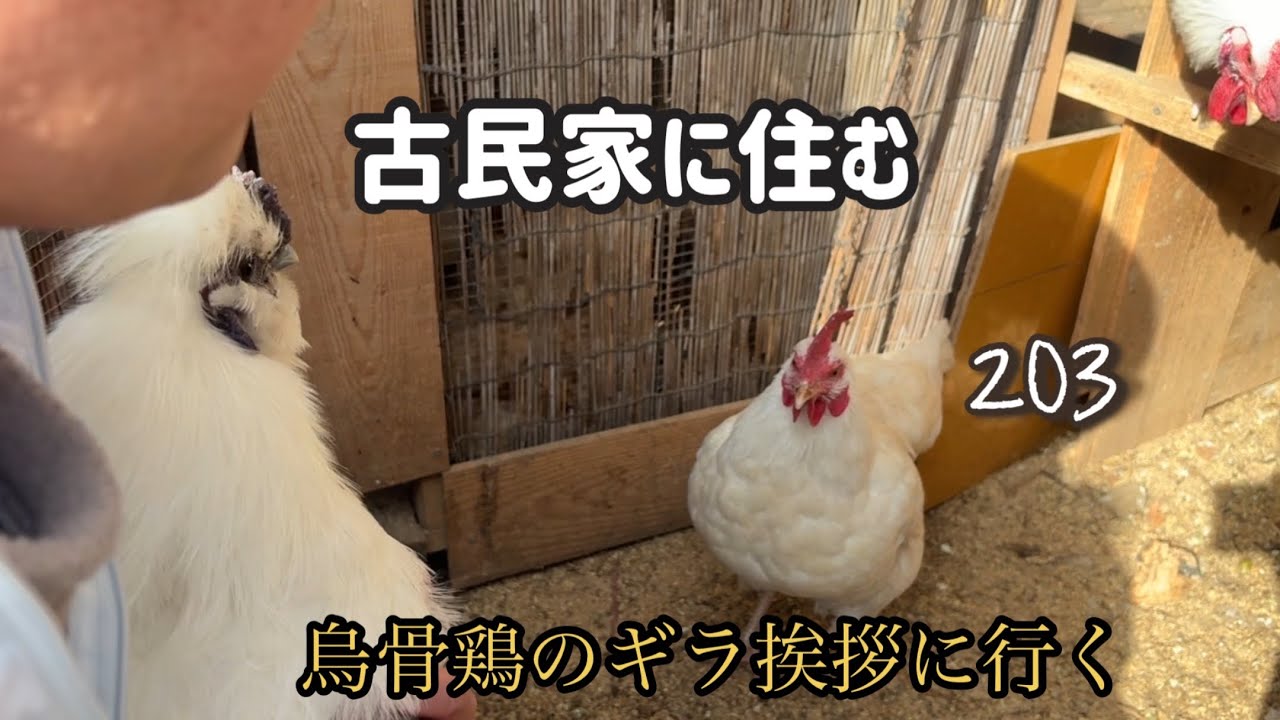 古民家に住む　203 烏骨鶏のギラ挨拶に行く
