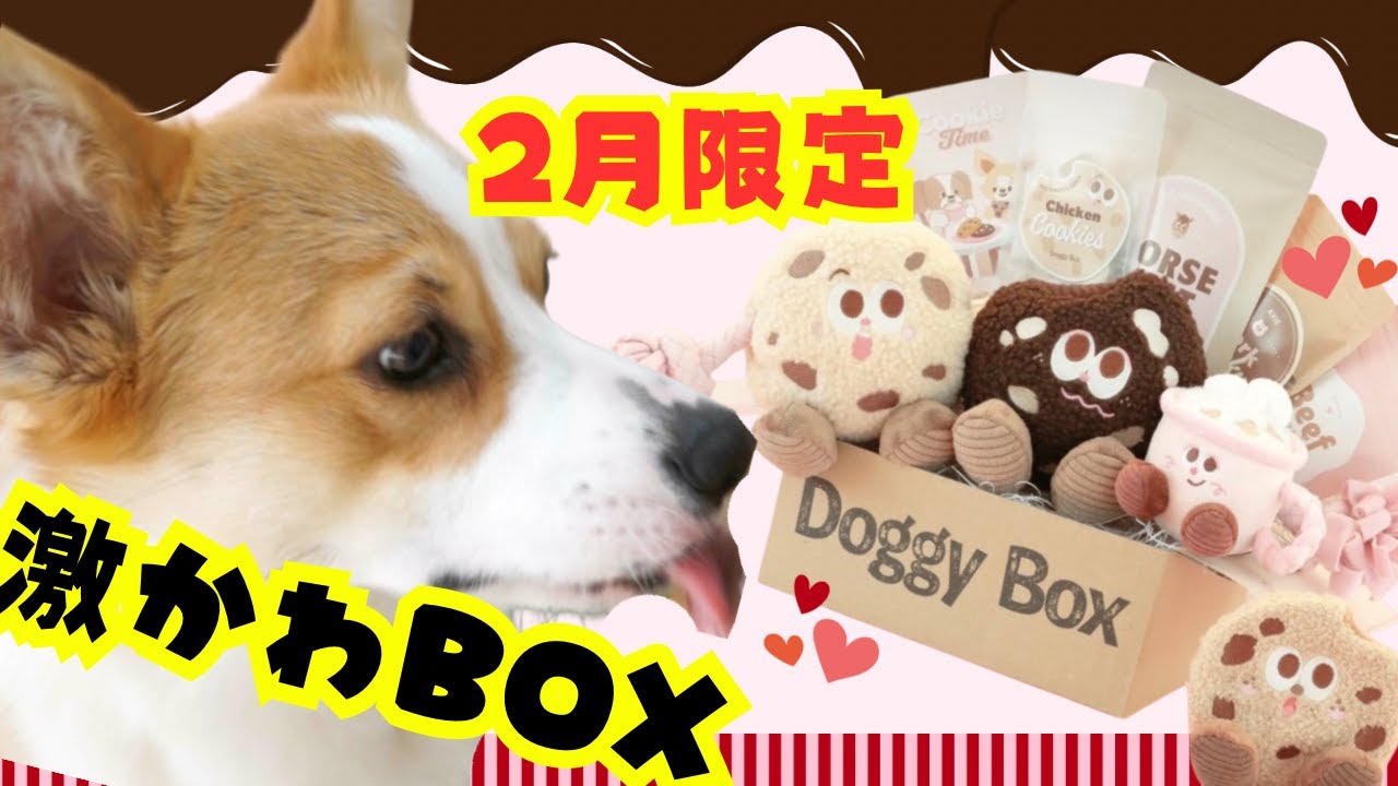 ２月限定ワンちゃん激かわ満足BOX（ドギーボックス）