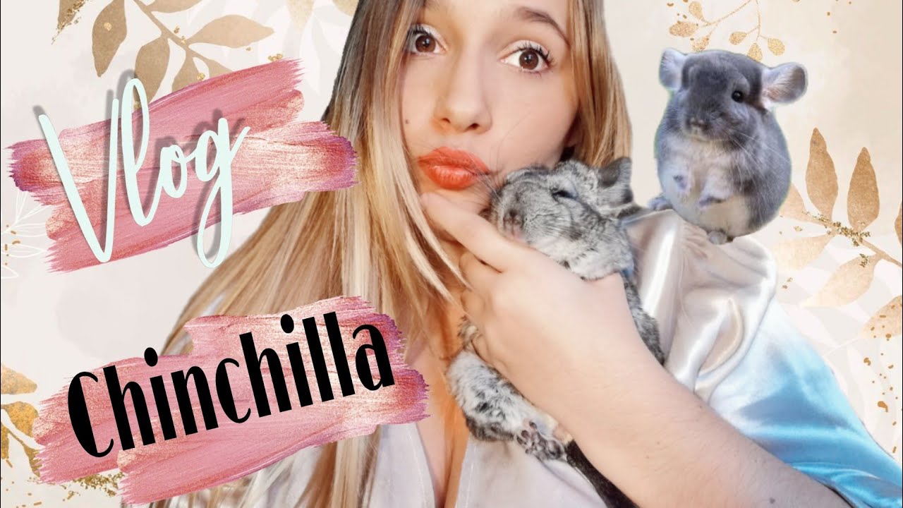 ⭐Vlog⭐mi nuevo MIEMBRO DE LA FAMILIA* | CHINCHILLA*🐭I productos + UMBOXING + HAUL | @cartemusia