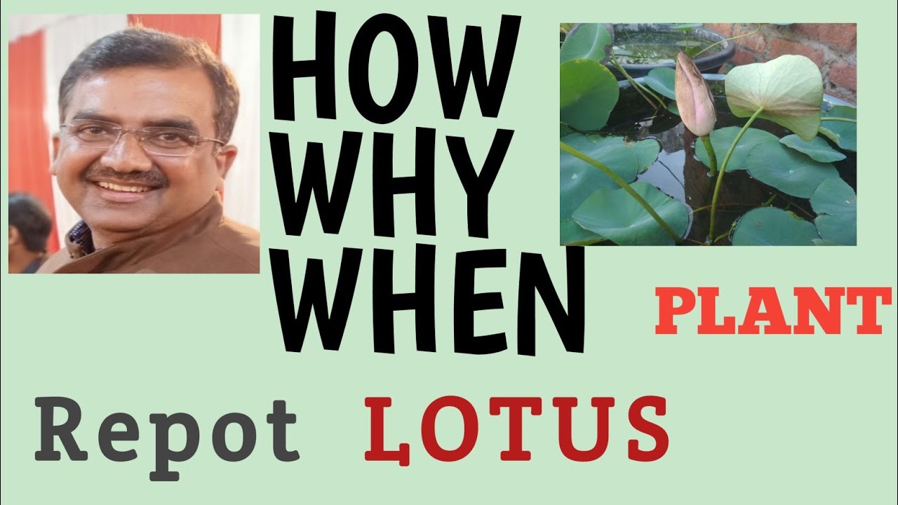 How To Repot Lotus || Lotus Care Guide || Lotus Plant Flower