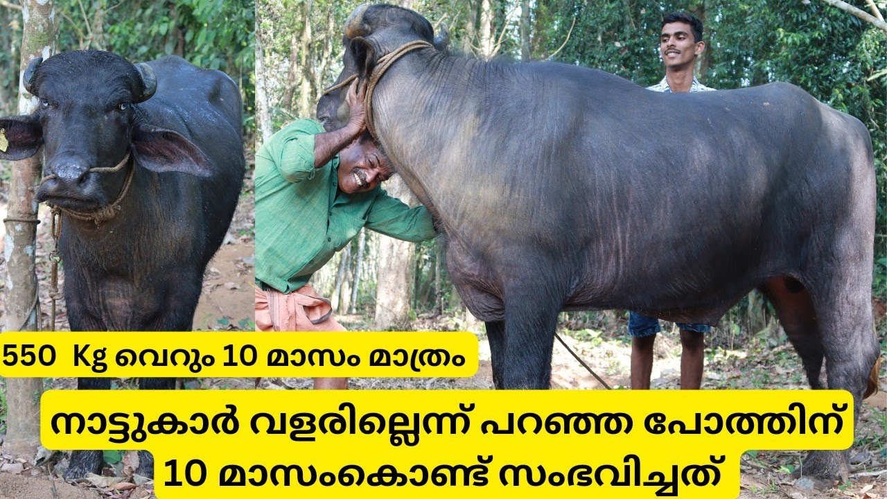 നാട്ടുകാർ വളരില്ലെന്നു പറഞ്ഞു ഉപേക്ഷിച്ച പോത്തിന് 10 മാസംകൊണ്ട് സംഭവിച്ചത്|Murrah Buffalo