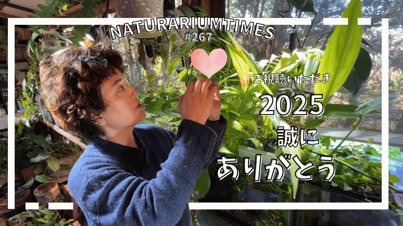 【#植物のある暮らし 】最後のアクアリウムショッピング🛒とジャングルルーム🌿の大掃除　｜@naturariumtimes