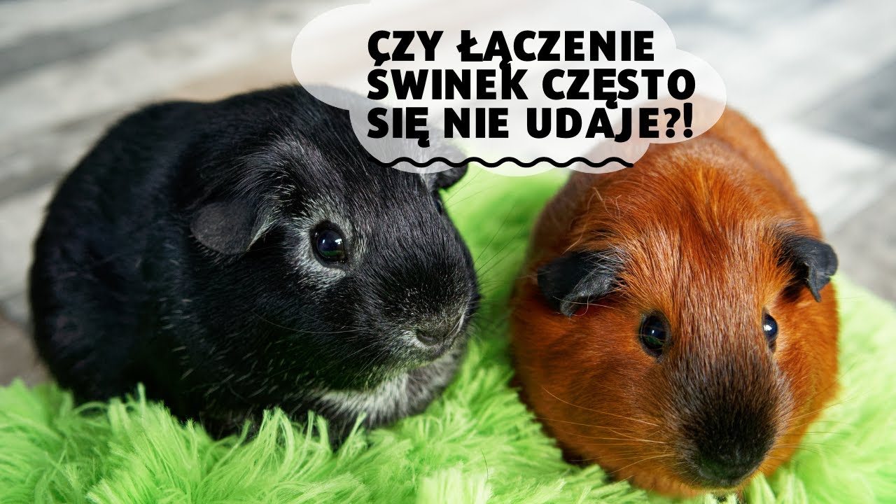 Czy łączenie świnek morskich często się nie udaje?!